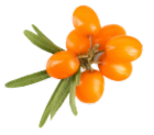 argousier-hippophae-rhamnoides